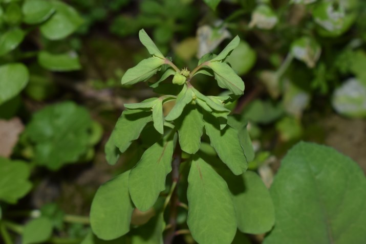 Euphorbia?  S, Euphorbia peplus